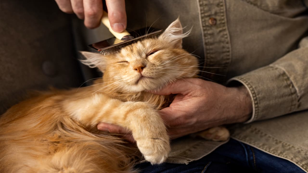 gato 