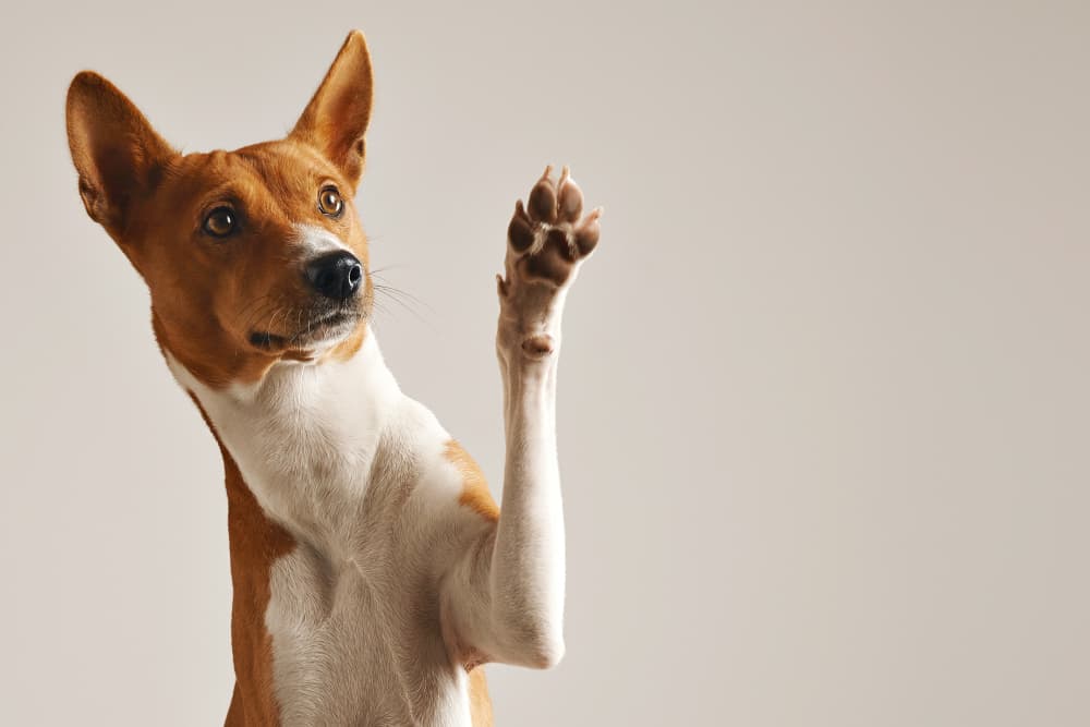 Imagem do Cachorro 