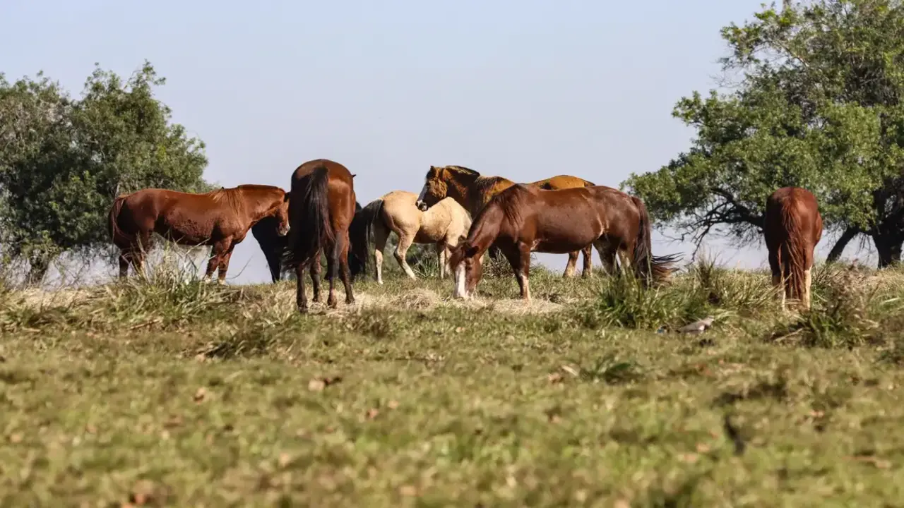 Contaminação de ração mata 245 cavalos e aciona Mapa em quatro estados